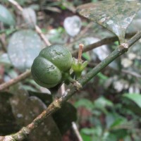 Suregada lanceolata (Willd.) Kuntze